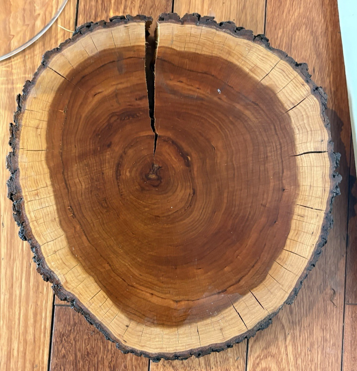 Glass Terrarium Cloche Dome Cover with Top Knob Rustic Wood Base Live Edge
