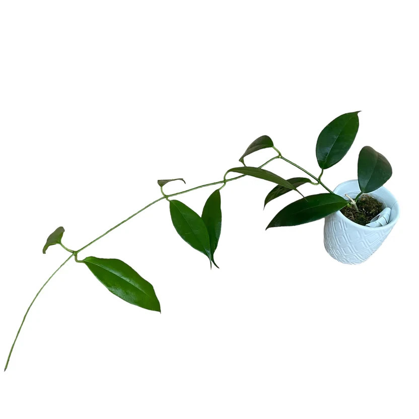 Hoya Buotii Rare Plant