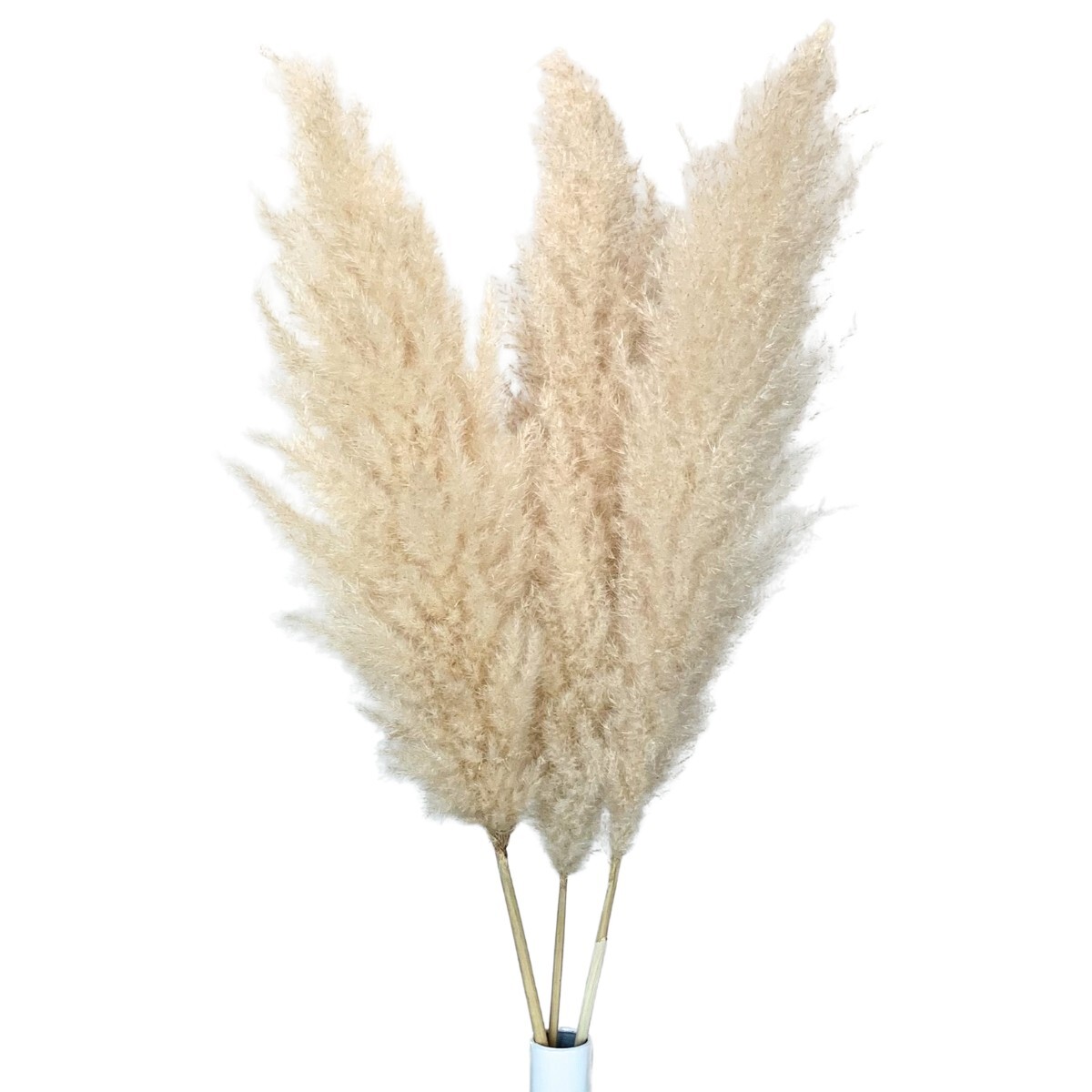 Dried Large Pampas Grass Decor Tall, 3 Pc Set, 43in/110cm