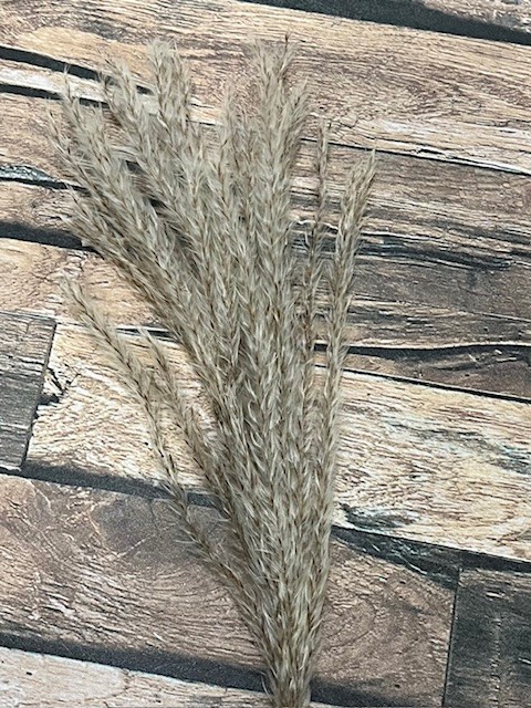Natural Dried Pampas Grass ~ Boho ~ Home Decor ~ Wedding ~ 70 pcs