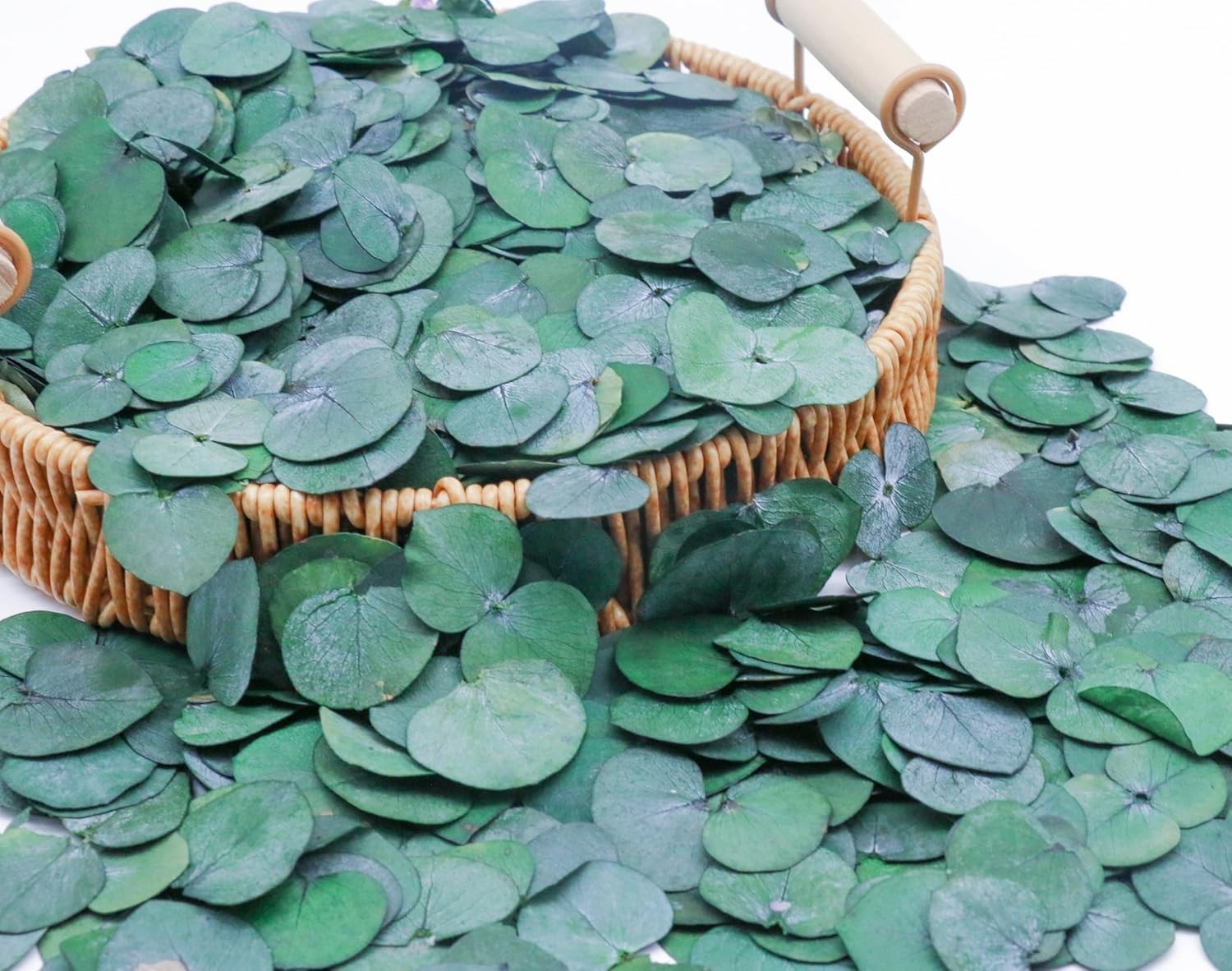 3200 Preserved Real Eucalyptus Leaves Small, Pure Natural Bulk