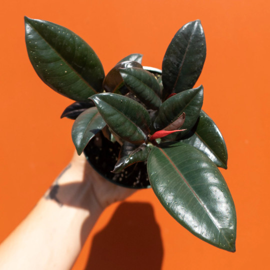 Rubber Plant Ficus elastica 4″ Pot | Burgundy Tree | Tropical Live House Plant
