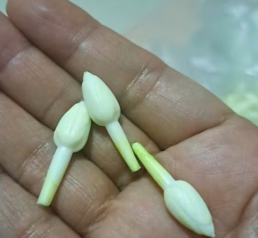 500 Jasmine Flowers Blossom Thai Artificial D.I.Y Handcrafts Malai Decorative