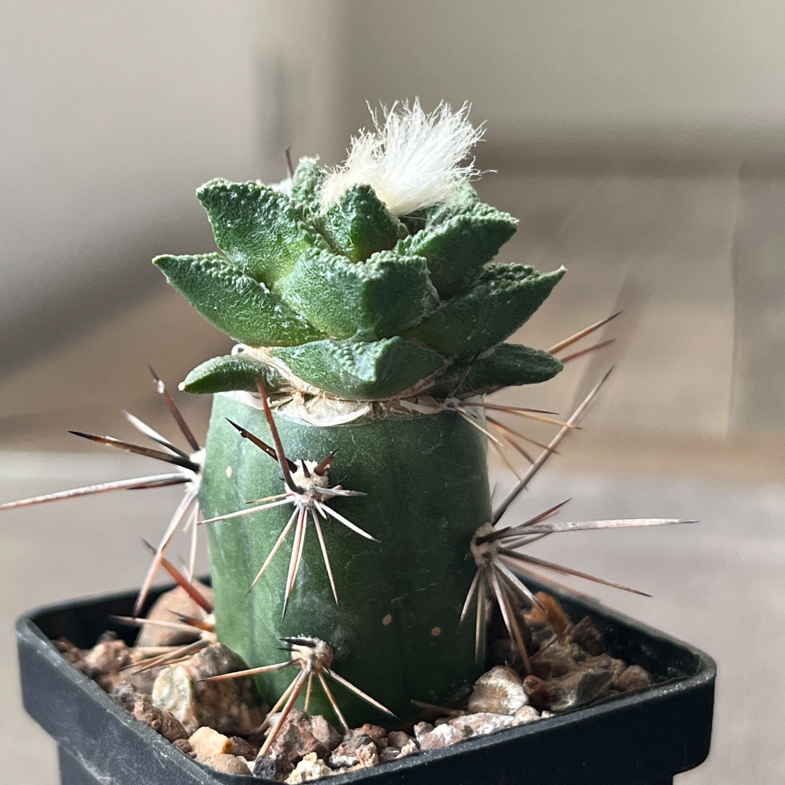A8-696 Cactus bravoanus VM288, El Nunes, 4 pieces (Grafted)