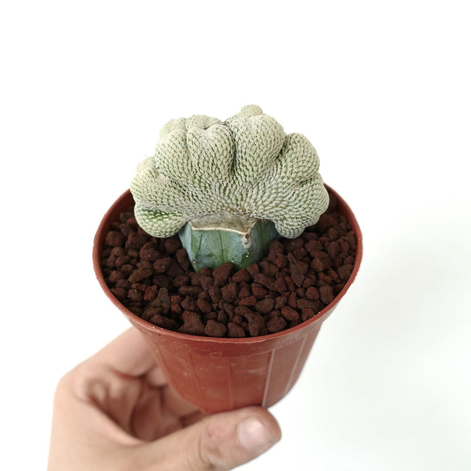 Epithelantha micromeris LARGE SIZE CRESTED – Button cactus | Ping pong ball cact