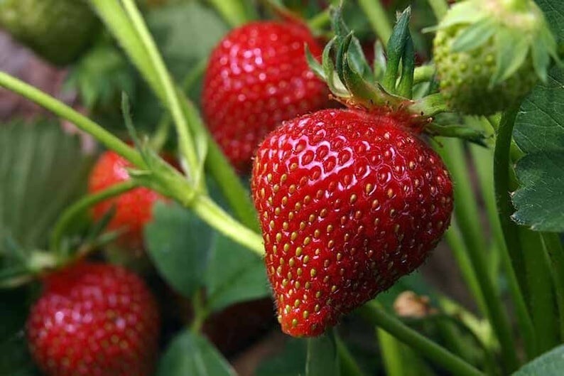 25 Pcs Strawberry Organic Seeds Heirloom, Open Pollinated, Non GMO Grow Indoors