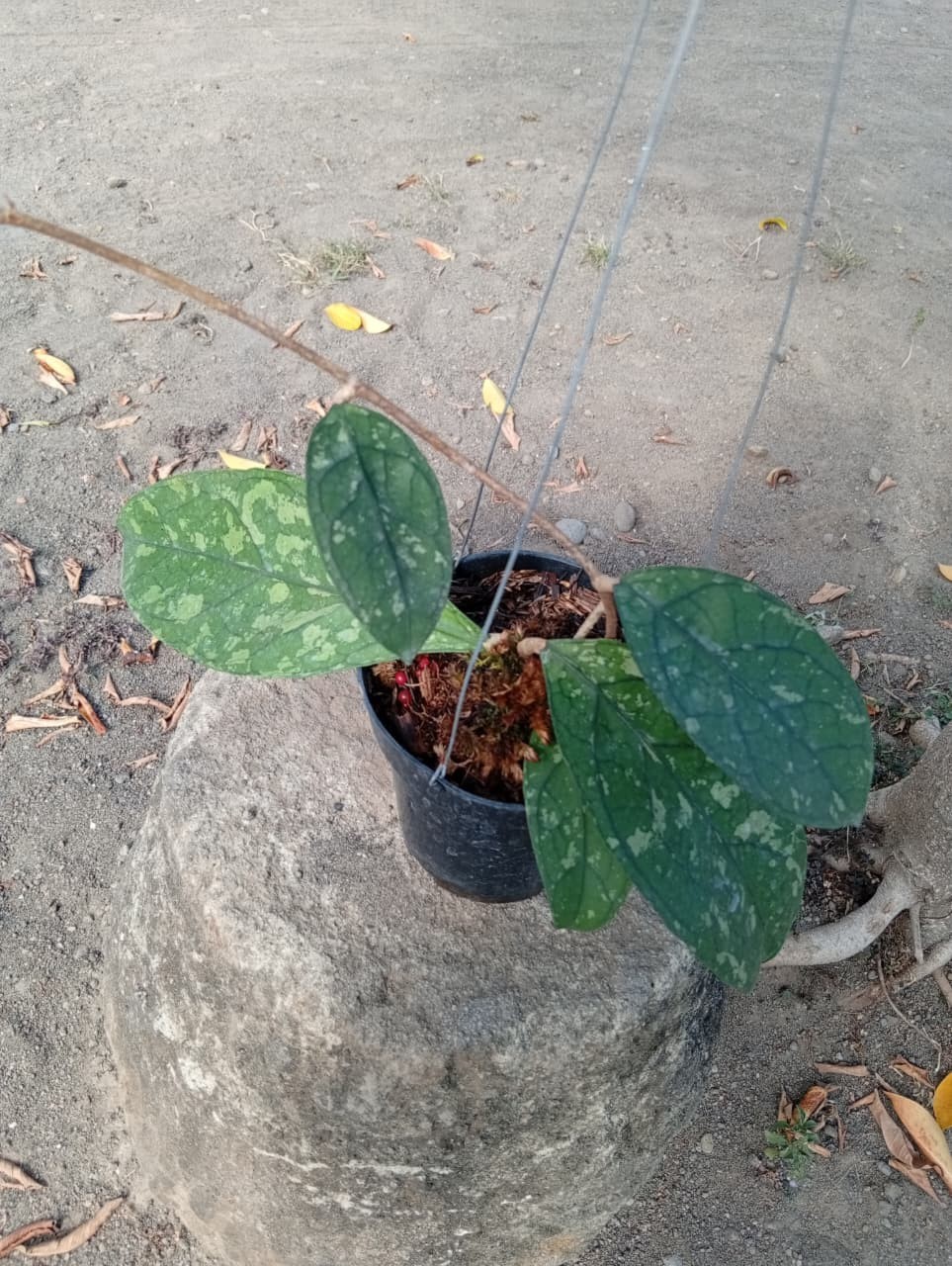 Real Picture Hoya Clemensiorum Green Splash Rare Plant