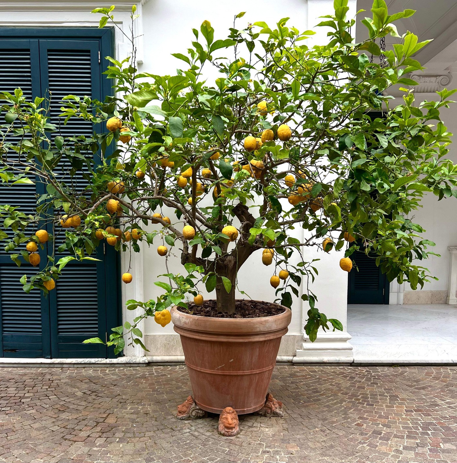 Citrus limon SORRENTO 20-30cm | Lemon | Lemon tree – Lemon | Lemon tree