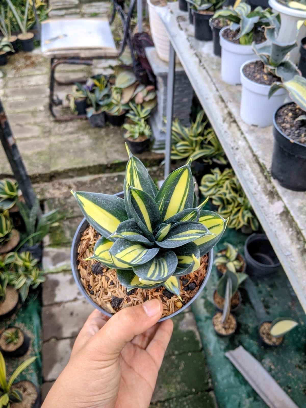 Sansevieria Siam Tower Thailand Variegated Real Picture Unique Plant