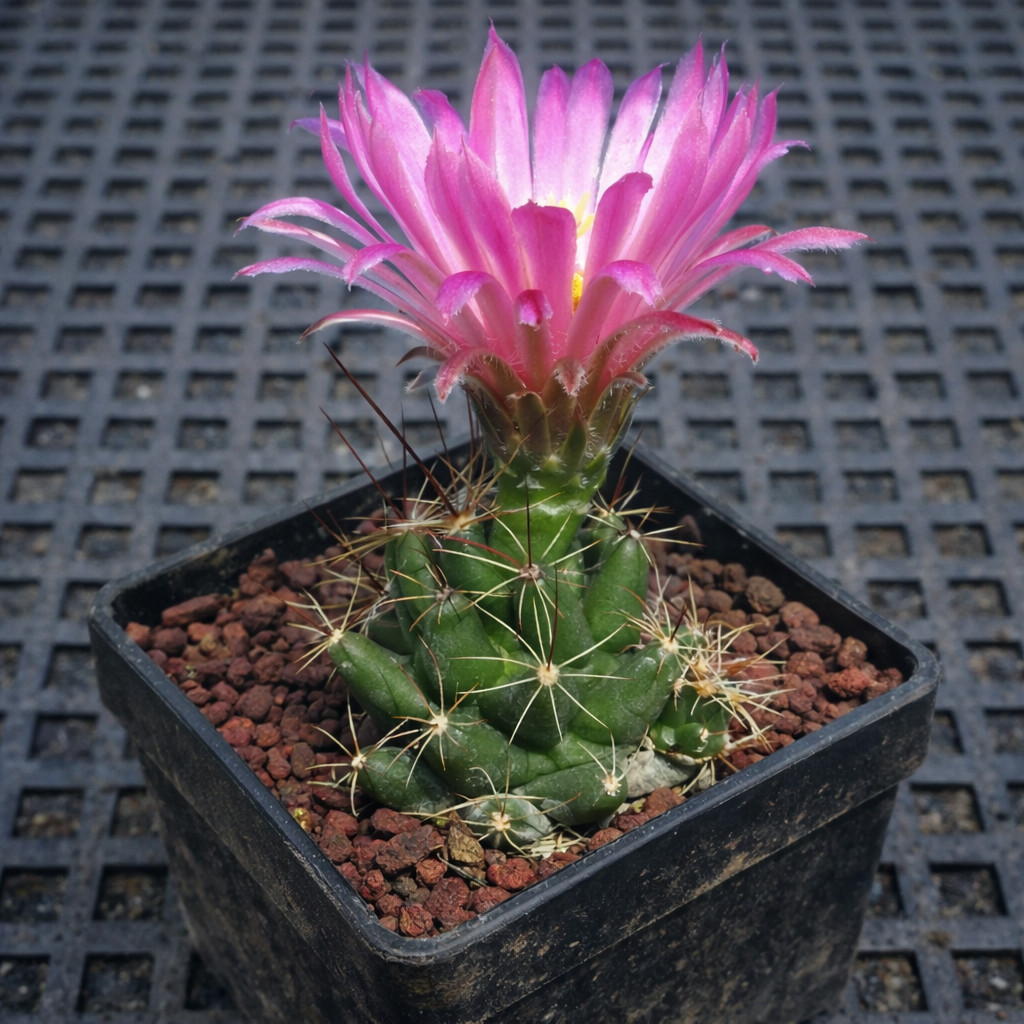 Mammillaria runyonii SEEDS – Rare Cactus SEEDS