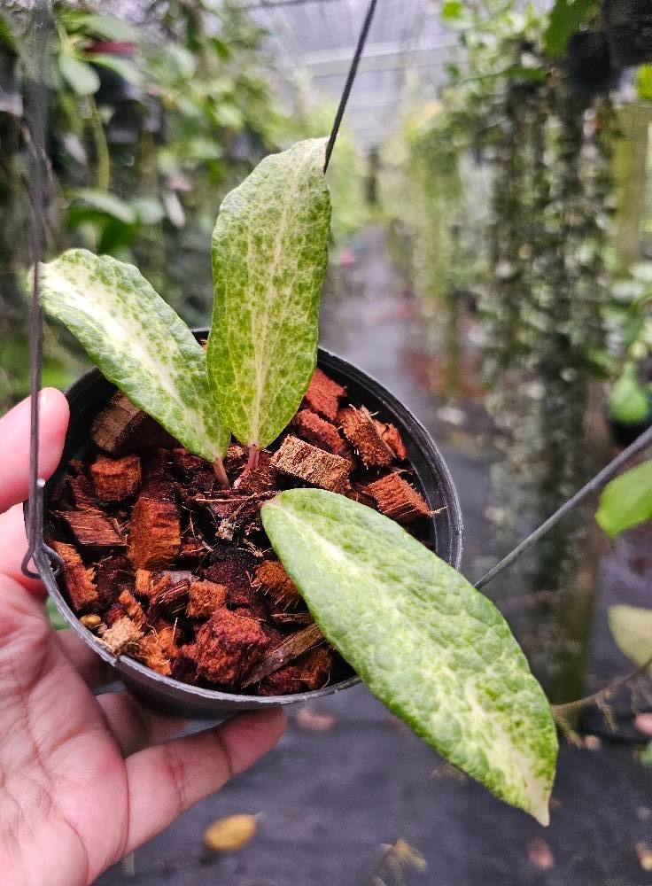 Hoya Crocodile Rare Tropical Indor Outdor Wax Plant Price $1600
