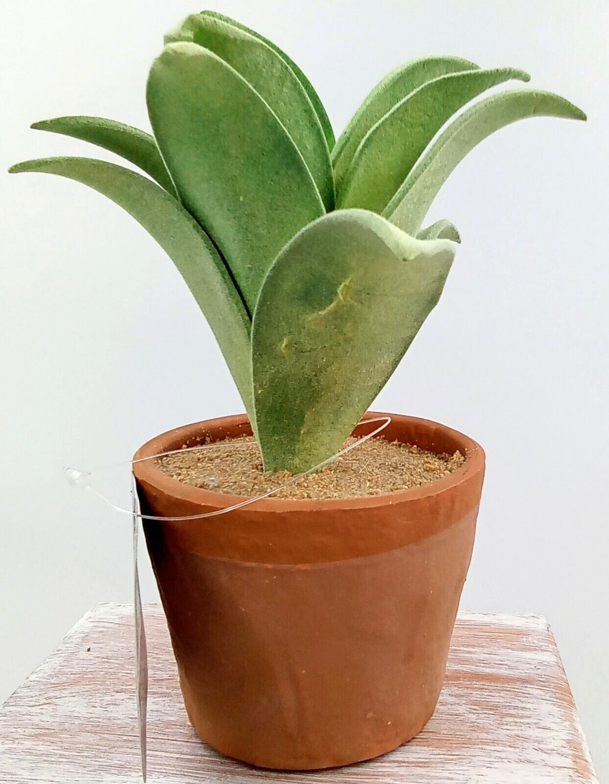 Succulent Clay Pot Planter Artificial Faux Dirt Foam Plastic Green Floral 7×2.5″
