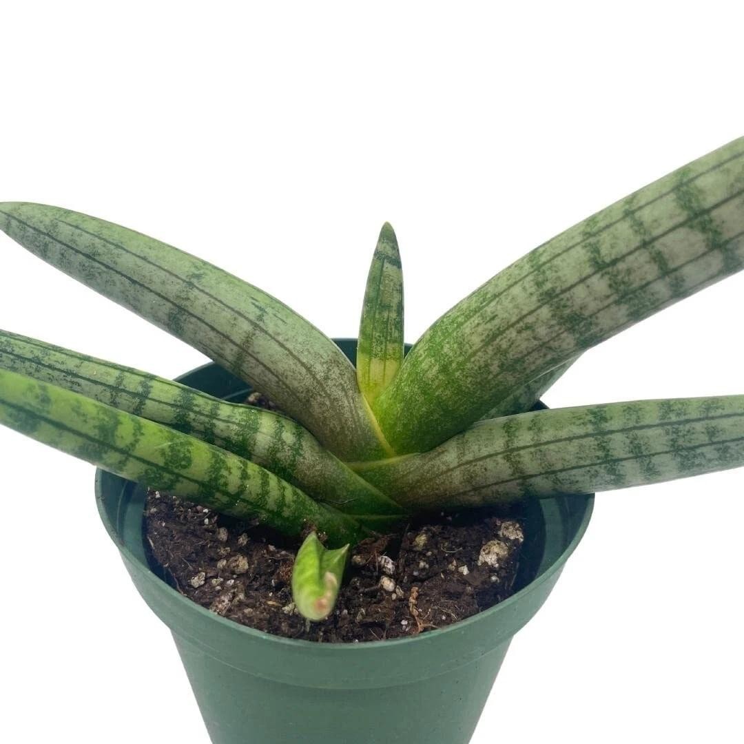 Sansevieria Cylindrica Boncel (Starfish Sansevieria) Snake Plant Mini Sta US