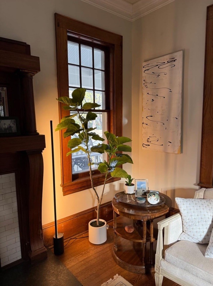 Ficus Tree Floor plant