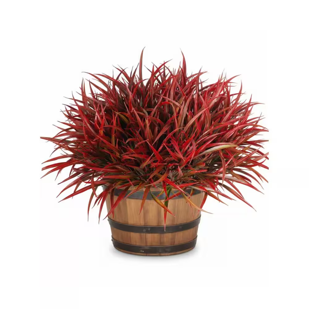 1 In. 12-Pack Mini Bohemian Dried Flower Bouquet Natural Pampas Grass Artificial