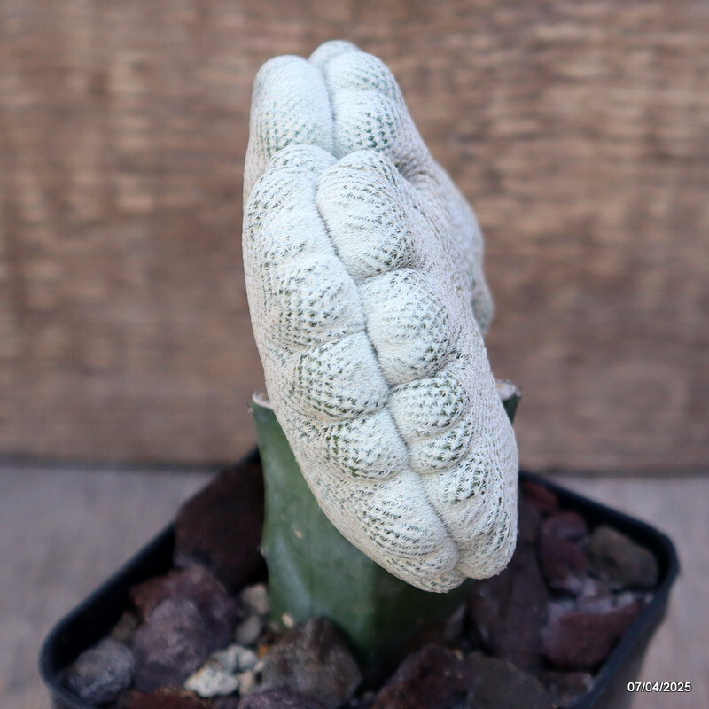 D2877 EPITHELANTHA BOKEI CRESTED GRAFTED pot8-H7-W6 cm MaMa Cactus