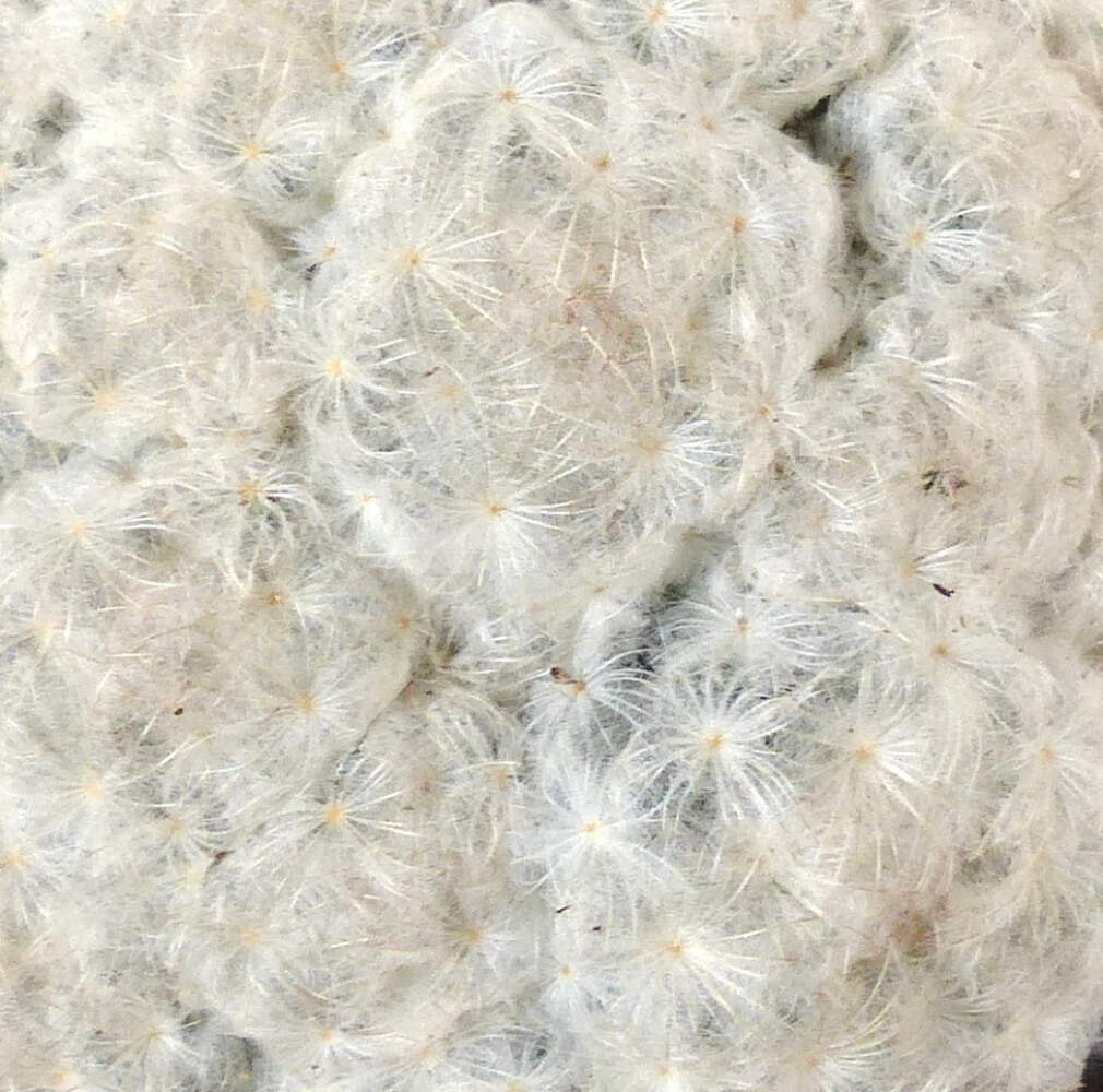 Mammillaria plumosa SEEDS – Rare Cactus SEEDS