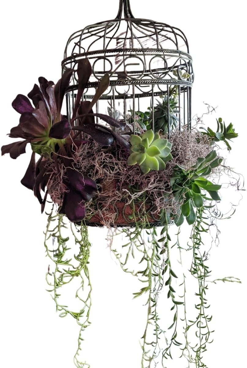 Natural Spanish Moss for Decor, Crafts & Plant Care