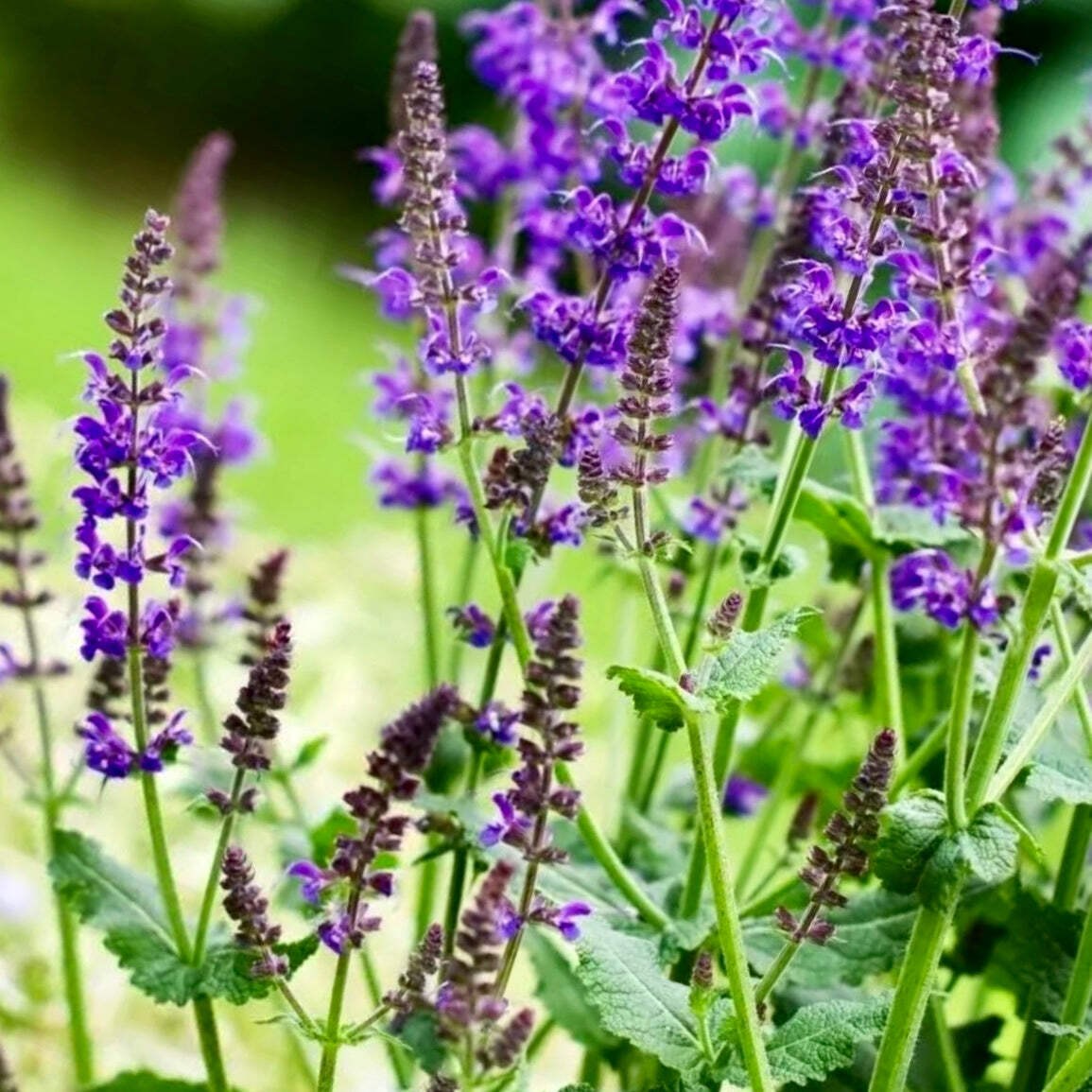 Salvia officinalis 10-20cm – Common sage | Garden sage