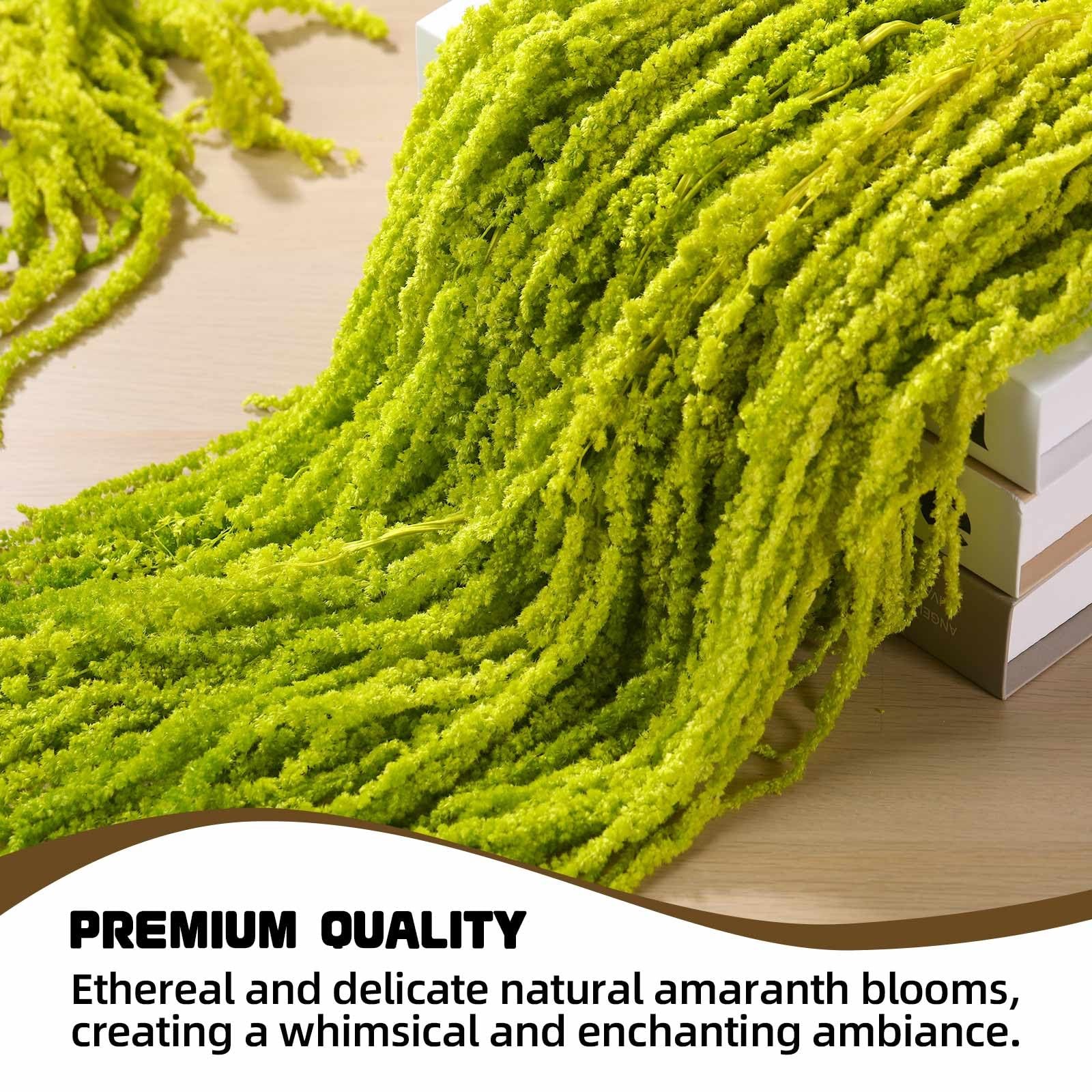 10 PCS 24 Inch Chartreuse Dried Amaranthus Hanging Flowers Natural Preserved