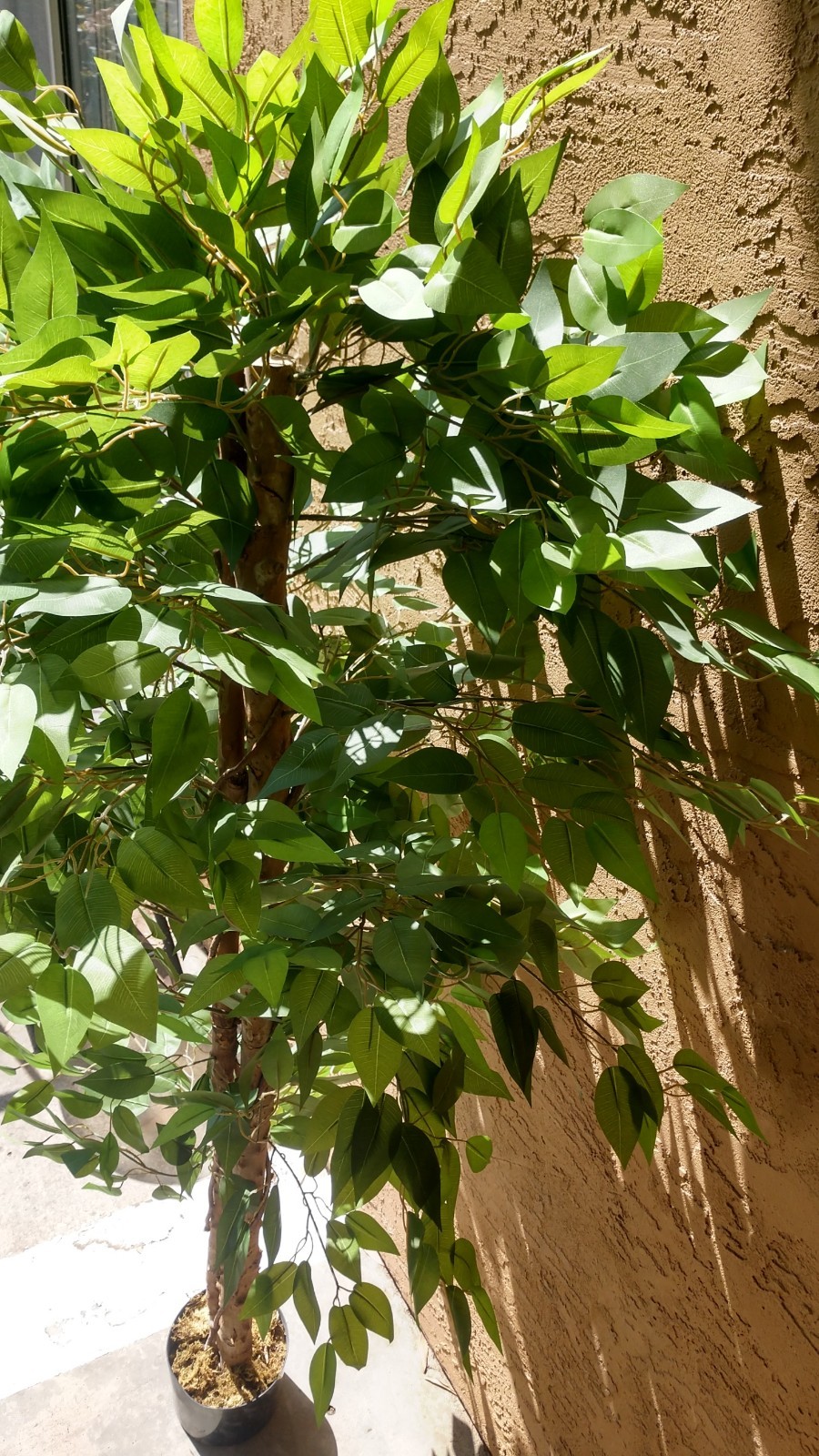 Pre-owned 6′ Artificial Ficus Tree, 2-Piece, Simple Piecing/Separation- Good