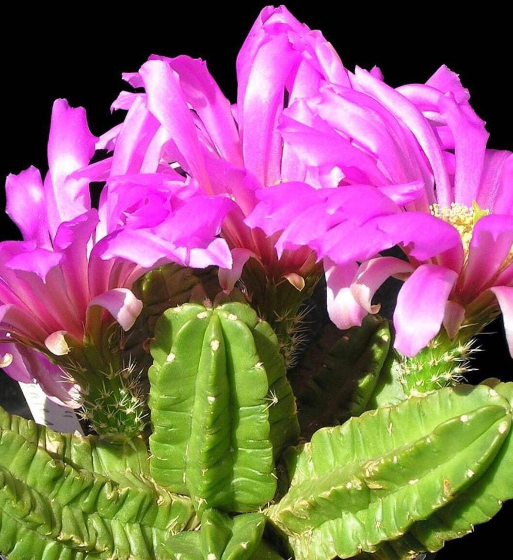 Echinocereus viereckii SEEDS – Rare Cactus SEEDS