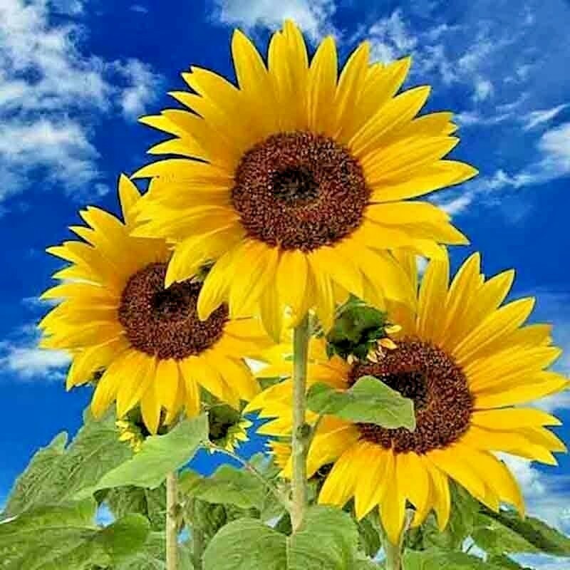 Flower DWARF Sunflower_Giant Single_Helianthus annuus_50 seeds_bag pack