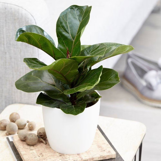 FICUS LYRATA Large Leaf Fig in 6″ Pot| LIVE Indoor & Outdoor Tropical HousePlant