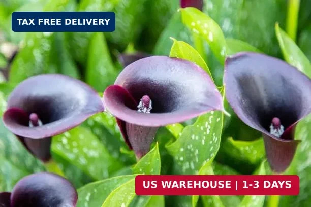 Mix Calla Lily Seeds, 150+ Pcs Mixed Color Perennial Zantedeschia Flower for Con