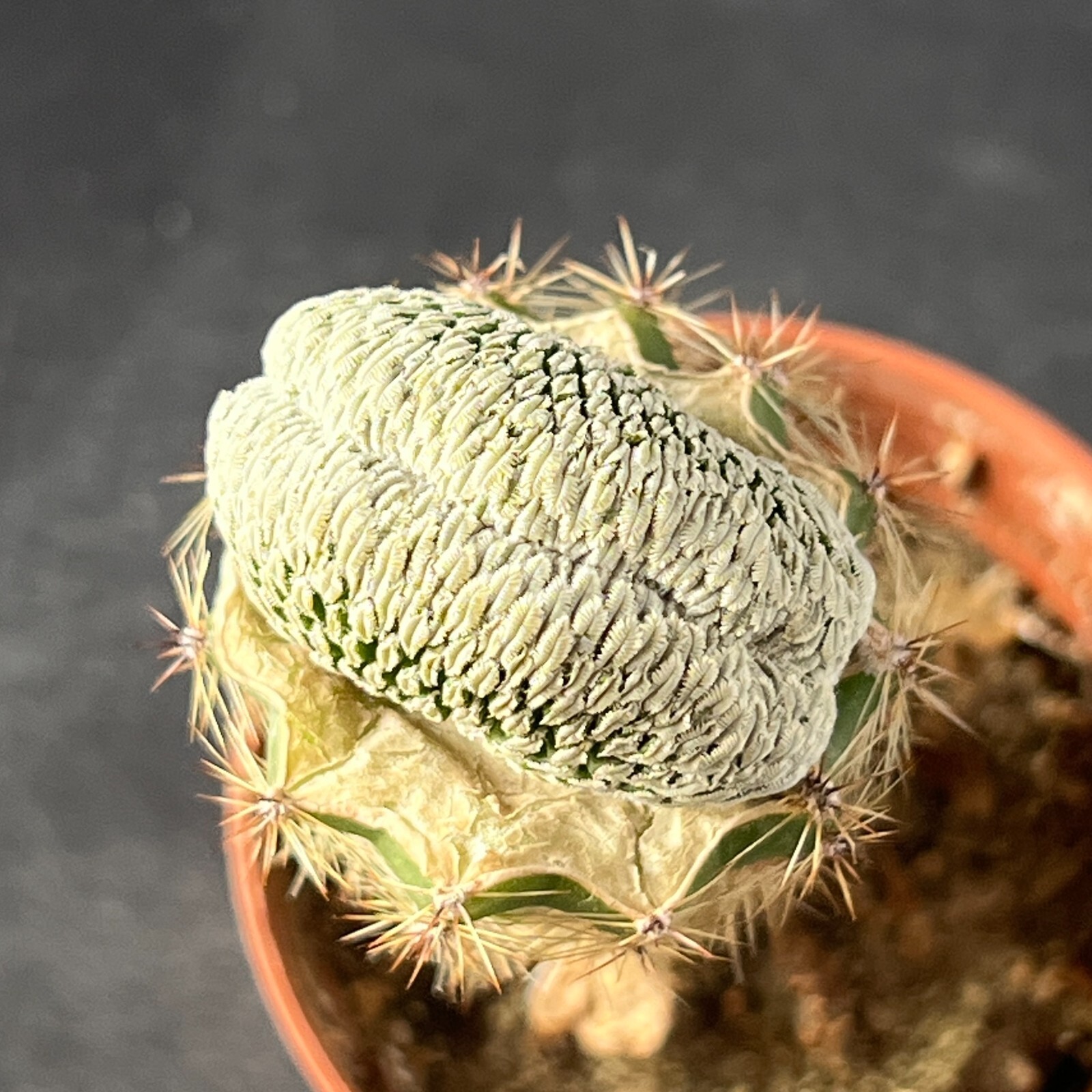 A7-1190. Mammillaria aselliformis f. cristata (Grafted)