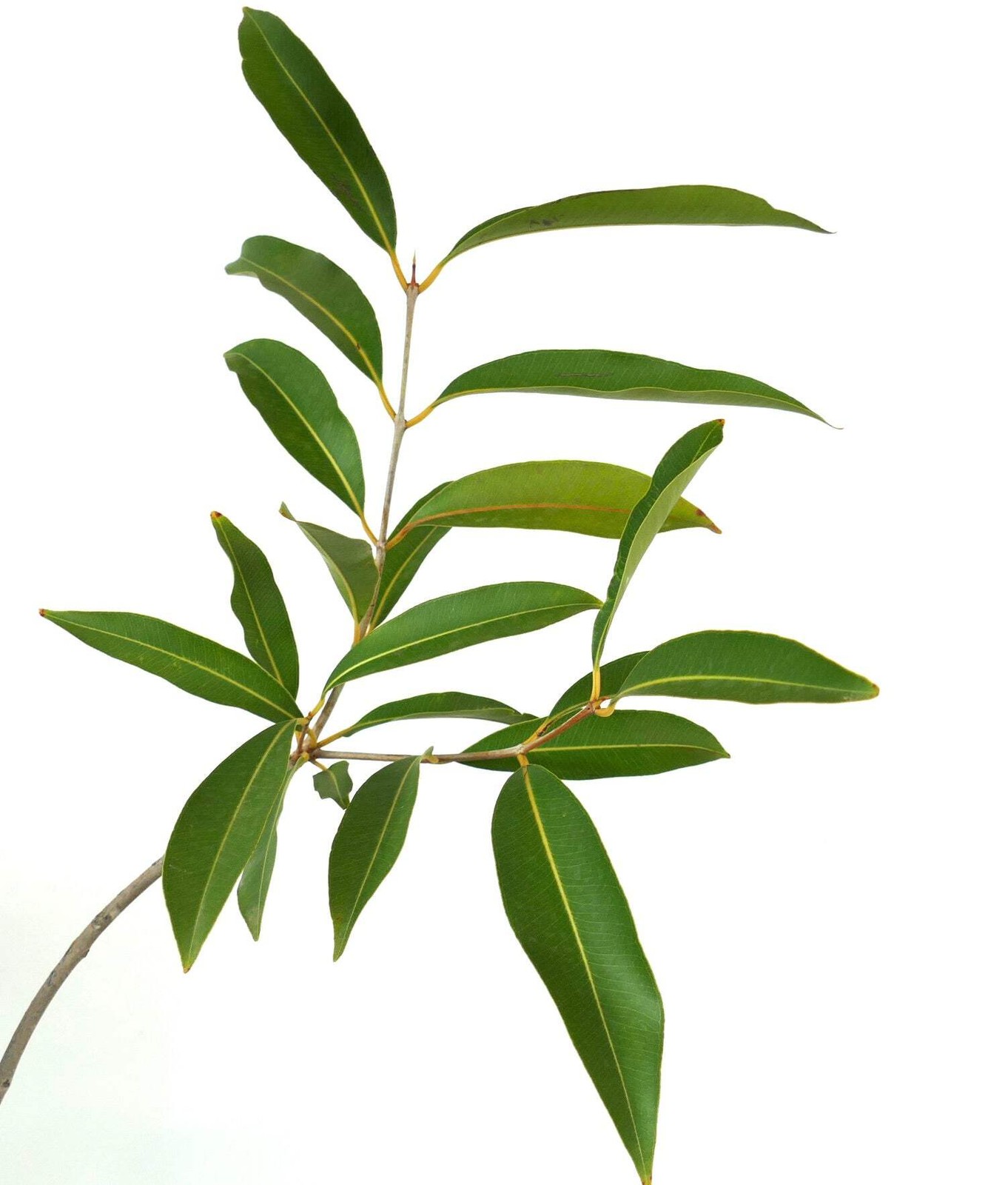 Syzygium malaccense – Malay Apple | Mountain Apple