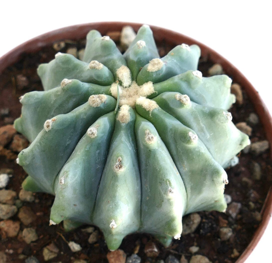 Ferocactus glaucescens cv URASAKI WW20 – Blue barrel cactus | Glaucous barrel ca