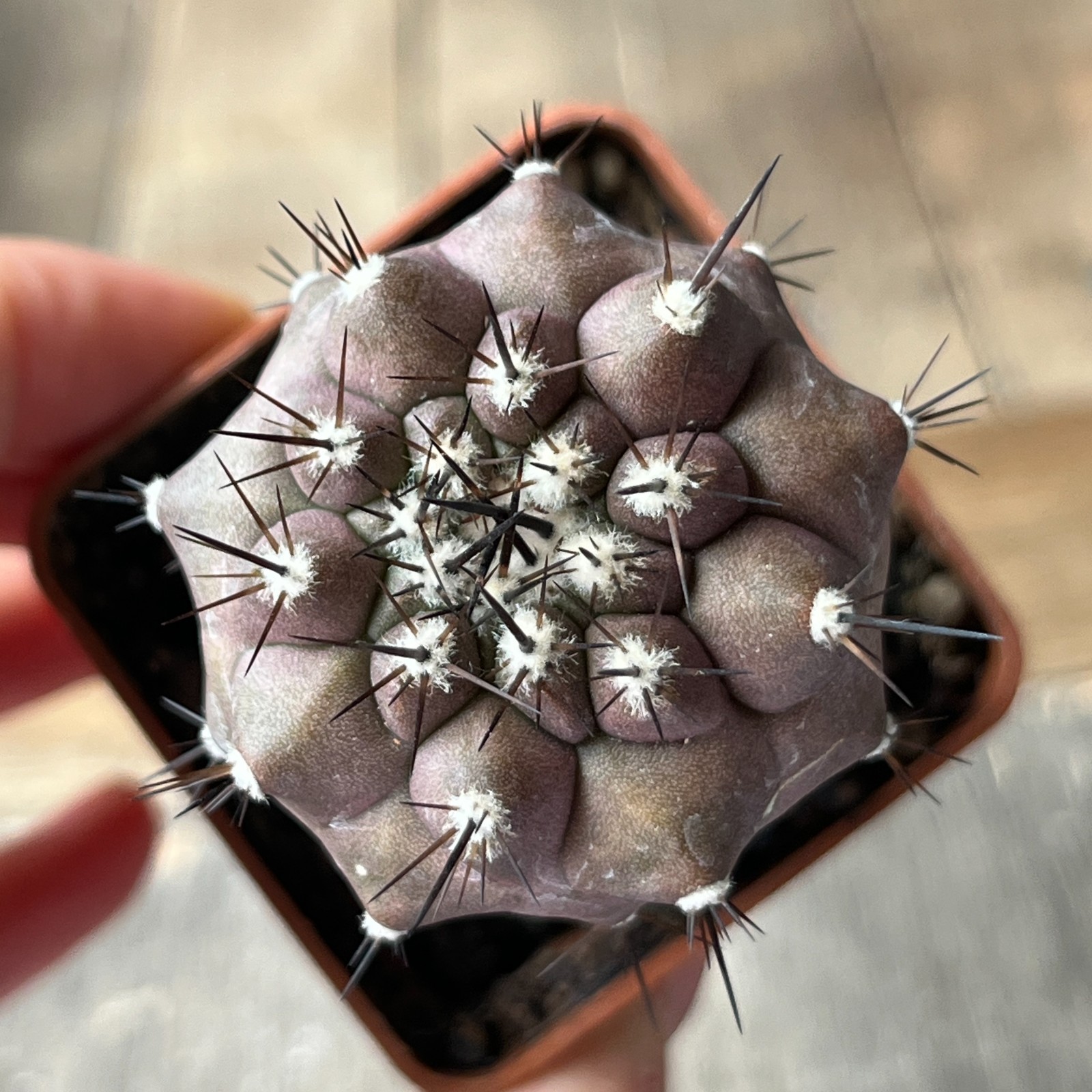 A10-732 Copiapoa cinerea HR1027, Q. San Ramon, grafted
