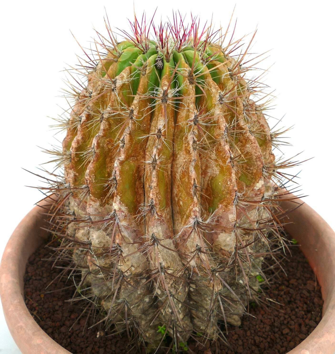 Ferocactus pilosus OLD SPECIMEN 17x24cm – Mexican fire barrel | Red barrel cactu