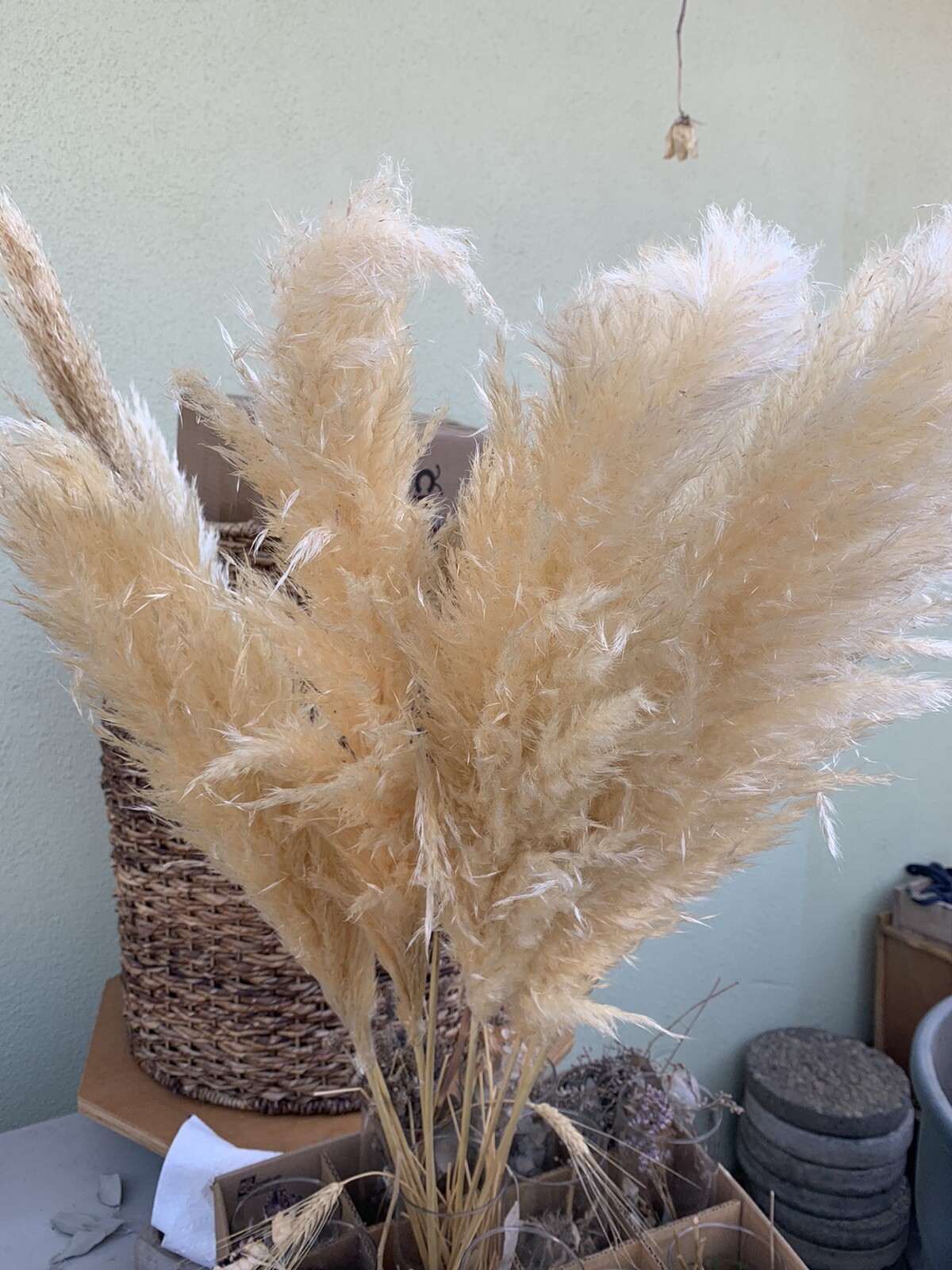 Dried flowers- Box of 12 (36”) natural white beige pampas grass