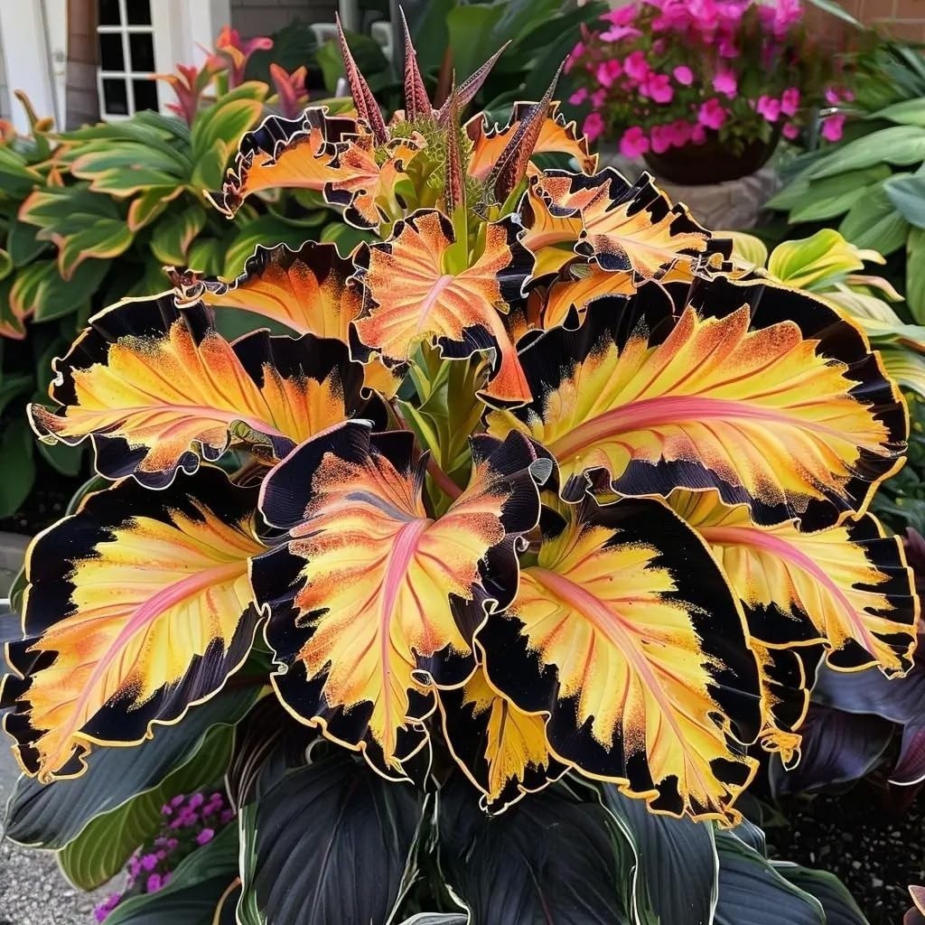 310+ Mixed Color Hosta Seeds for Planting Outdoors – Perennial Shade-Tolerant