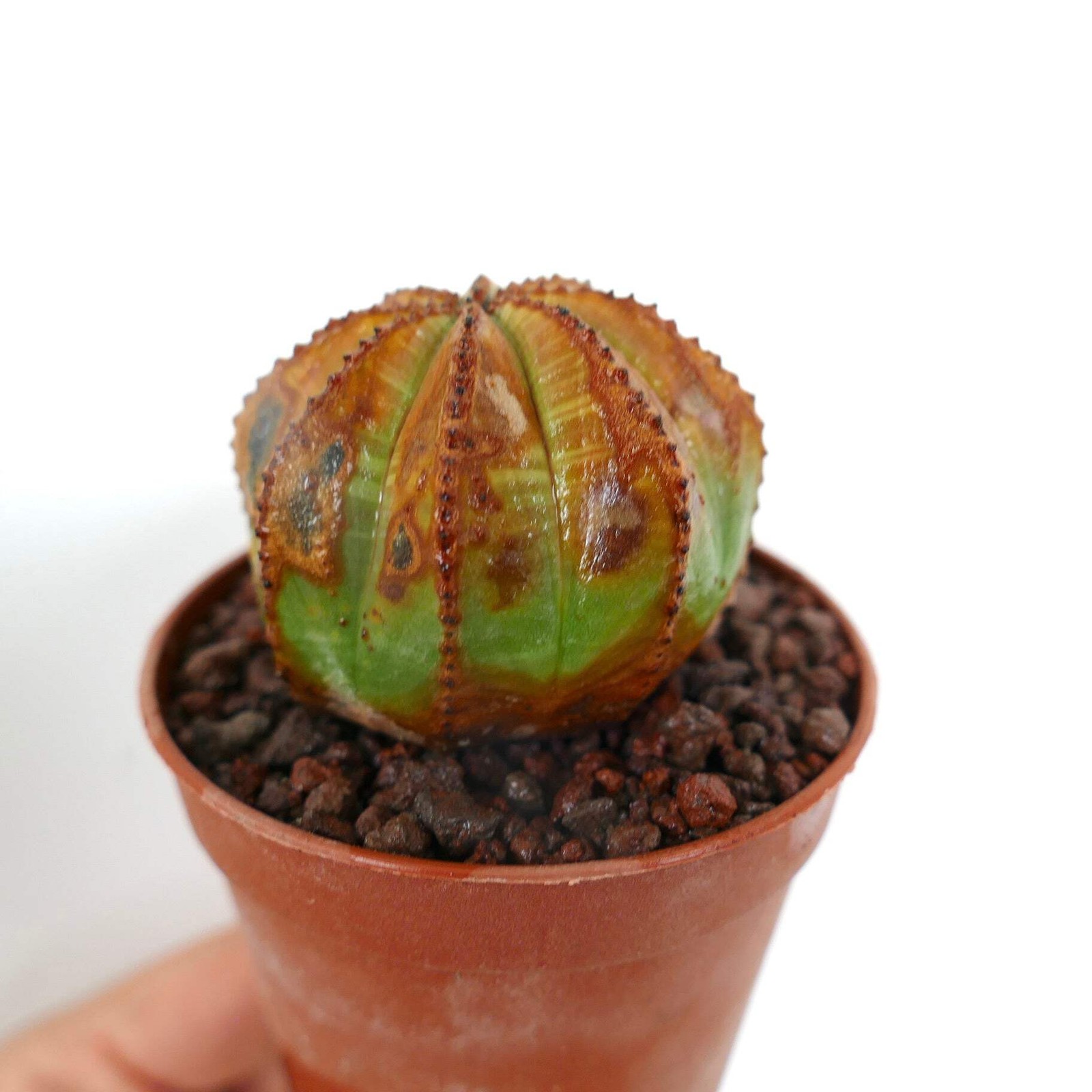 Euphorbia obesa UNUSUAL MARKS SS33 – Baseball plant | Basketball plant