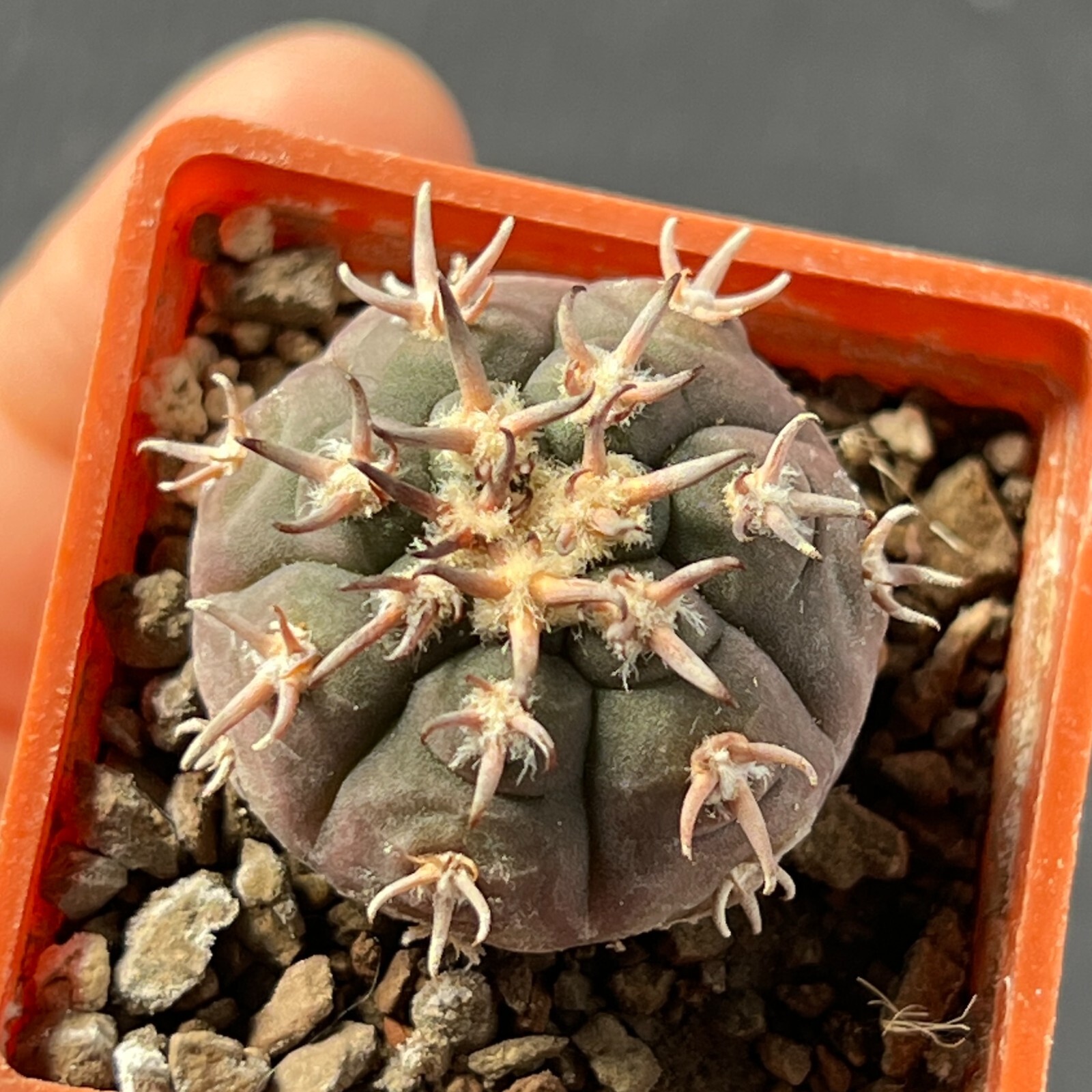 A4-1309. Gymnocalycium unguispinum SL-44b (Own roots)