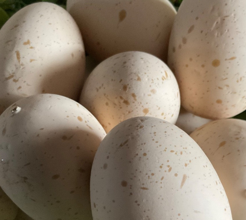 Set 12 Realistic Eggs Cream Speckled Bird Eggs 2 1/4” Easter Eggs