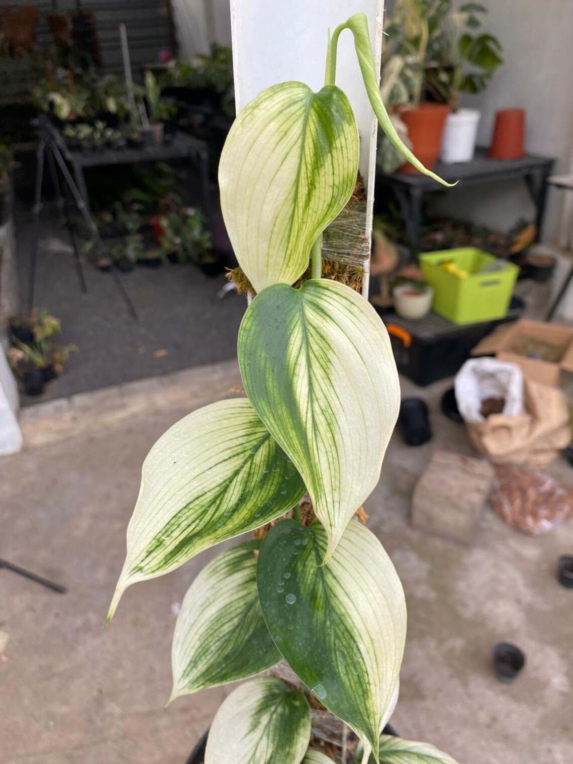 Scindapsus White Monster Real Picture Rare Plant