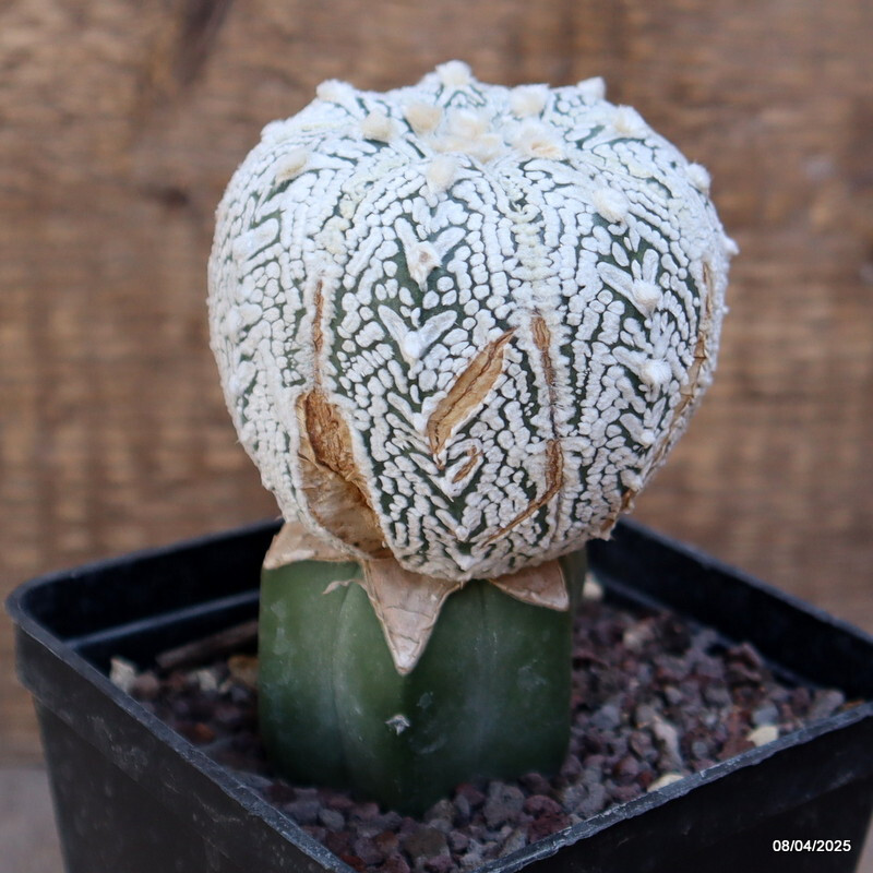 A6920 ASTROPHYTUM SUPER KABUTO V TYPE GRAFT pot10-H12-W7 cm MaMa Cactus