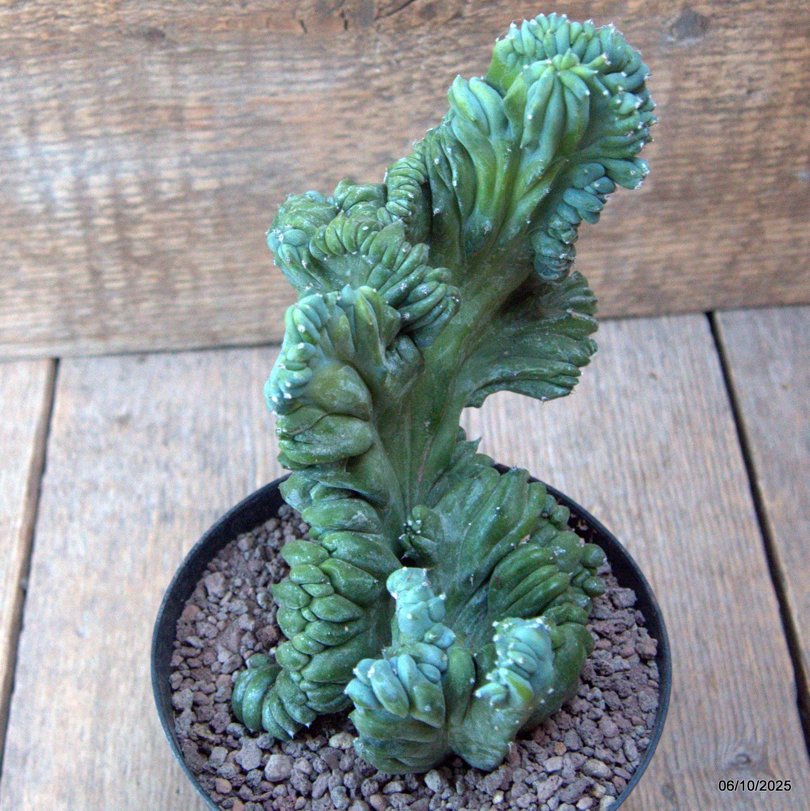 D6899 MYRTILLOCACTUS GEOMETRIZANS CRESTED pot12-H16-W15 cm MaMa Cactus