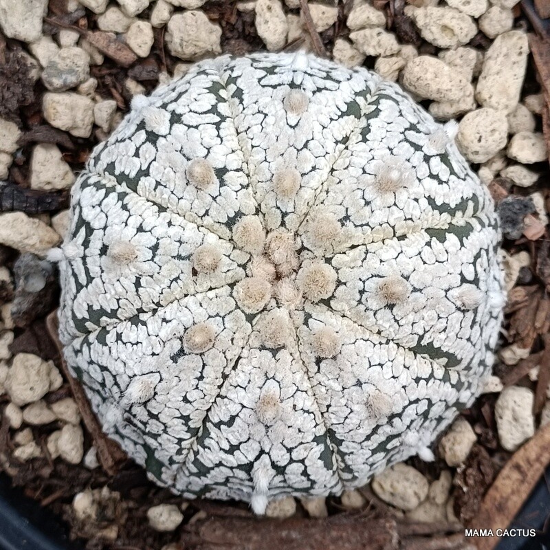 A4628 ASTROPHYTUM SUPER KABUTO SNOW pot 10 cm H 3 cm W 5,5 cm MaMa Cactus