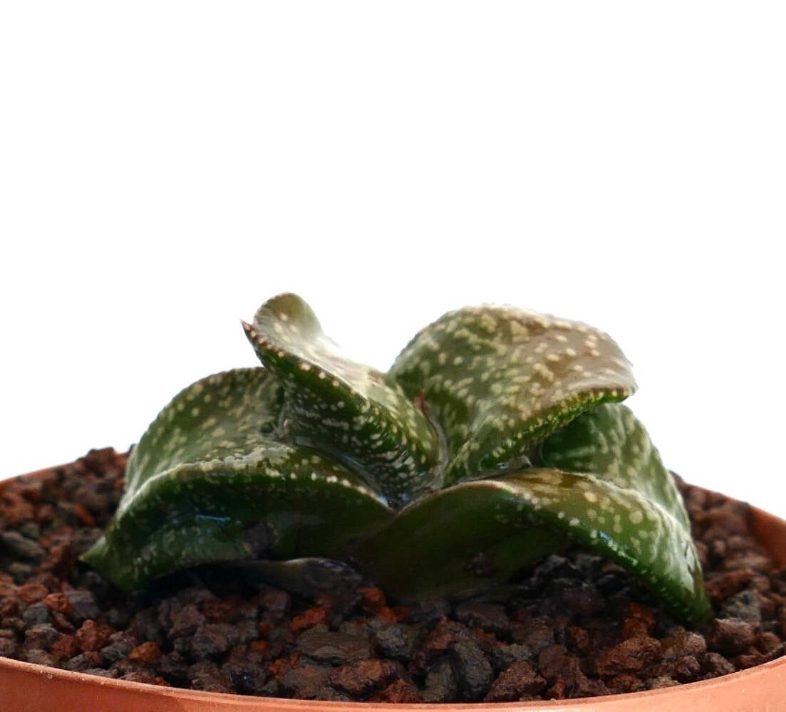 Gasteria armstrongii cv ‘White Pearl’ (FAT LEAVES) – Gasteria | Armstrong’s gast