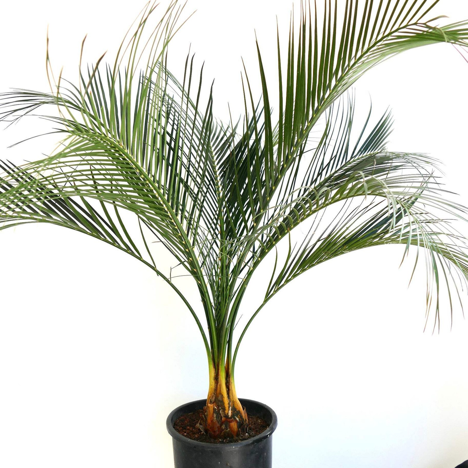 Macrozamia mountperriensis 7cm caudex diameter – Mount Perry cycad | Macrozamia