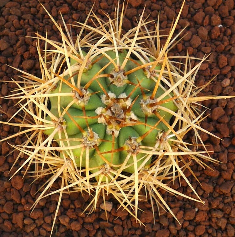 Cereus pasacana – Pasacana cactus | Argentine saguaro