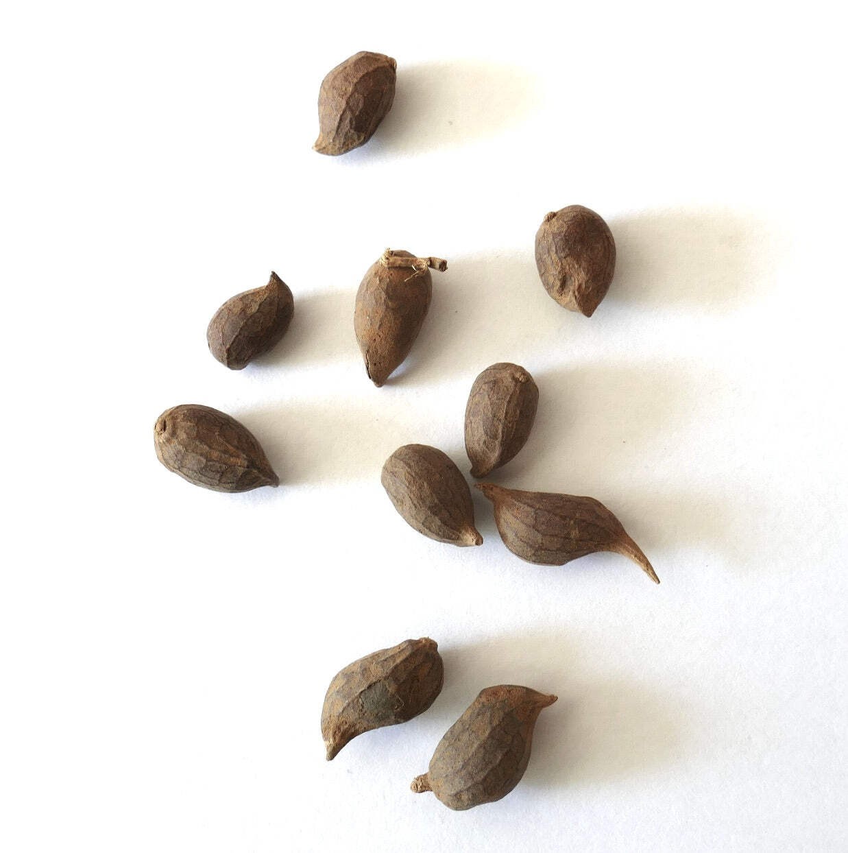 Arachis pintoi SEEDS – Pinto peanut | Forage peanut