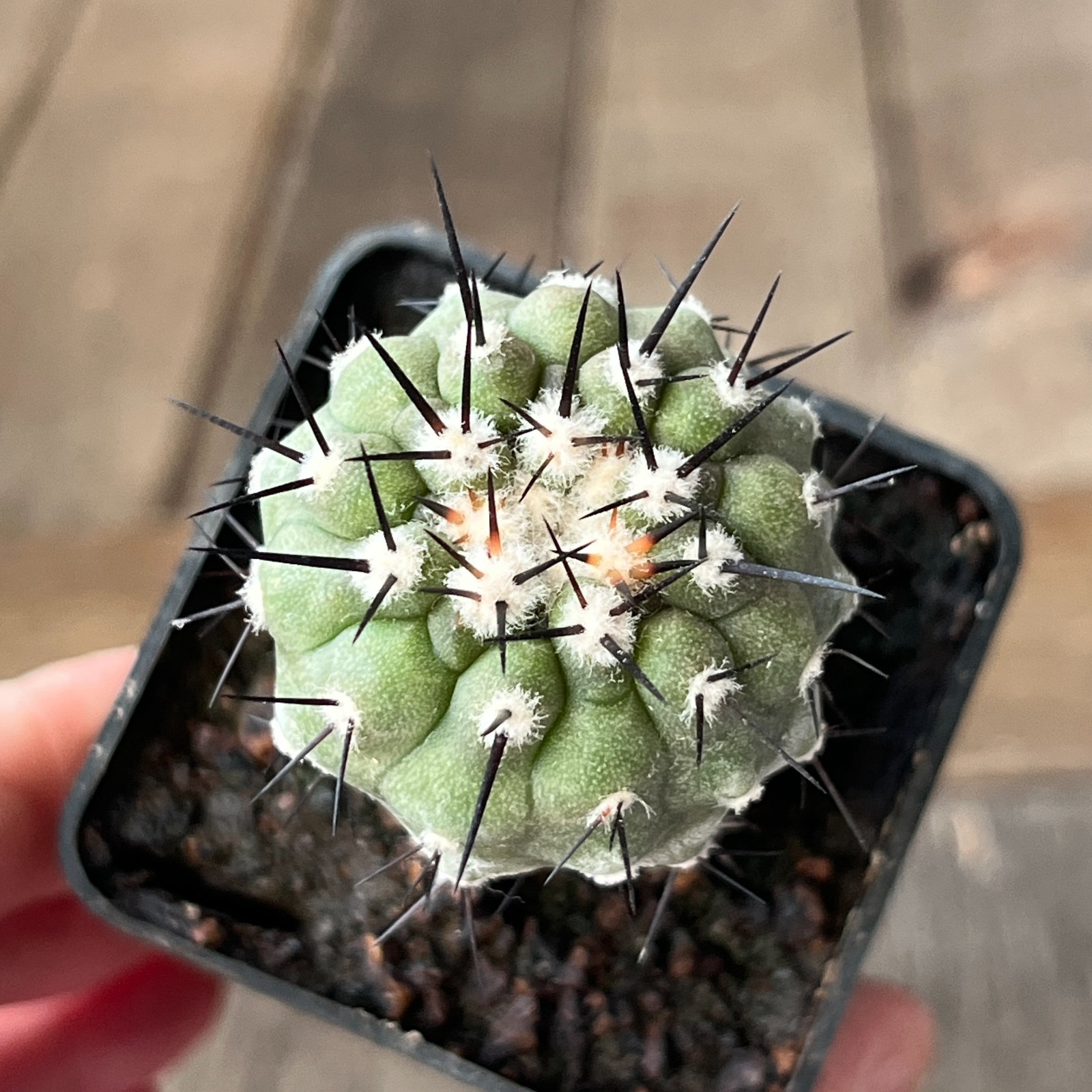 A23-154 Copiapoa columna-alba, CS-29, Esmeralda, Ant, grafted