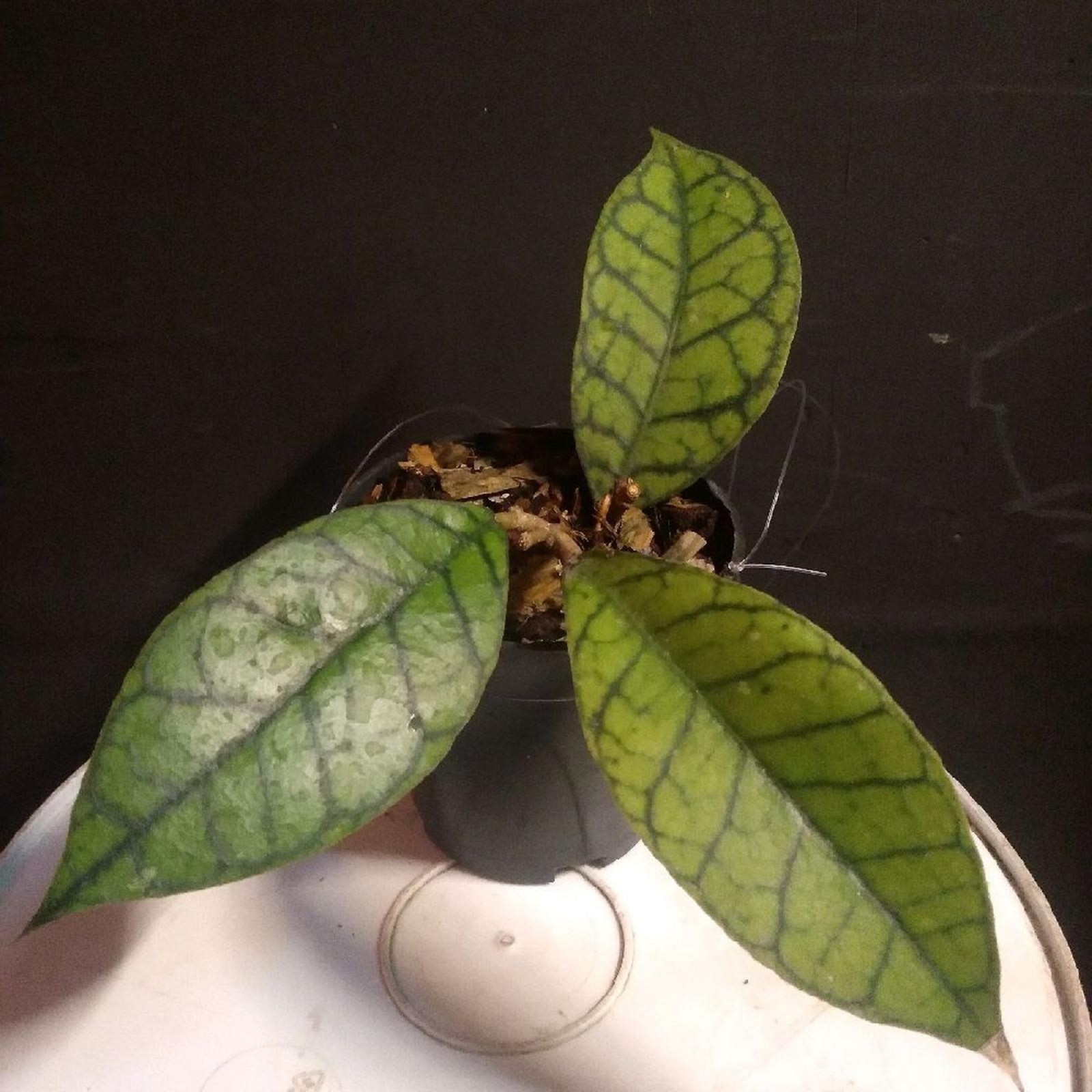 Hoya Callistophylla Rare Veined Live Tropical Houseplant Exotic