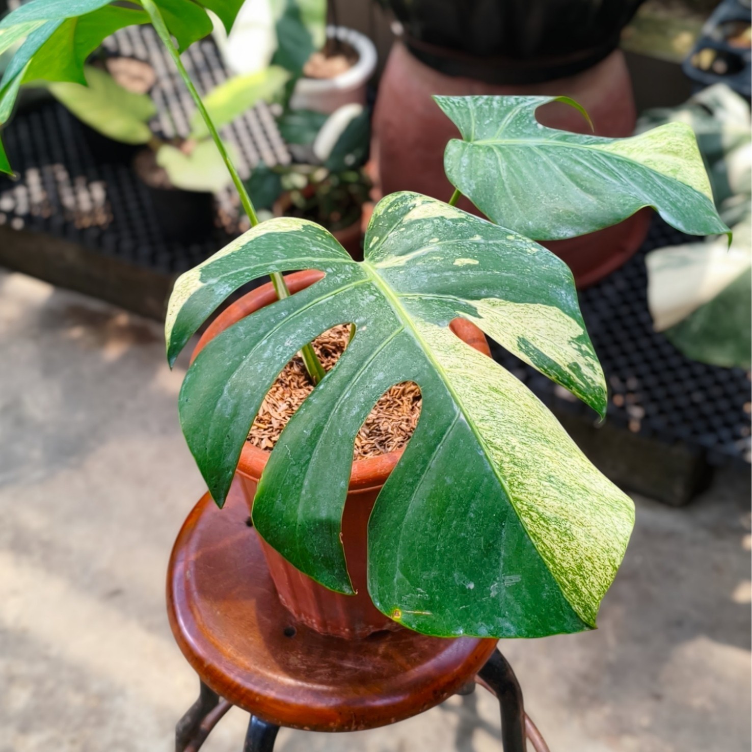 Monstera Mint Variegated Rare Plant